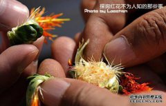 [红花种子的功效]